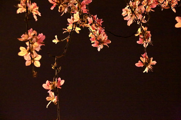 又是一年紫荆花开